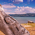 Beach Tree