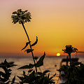 Sunset Flower